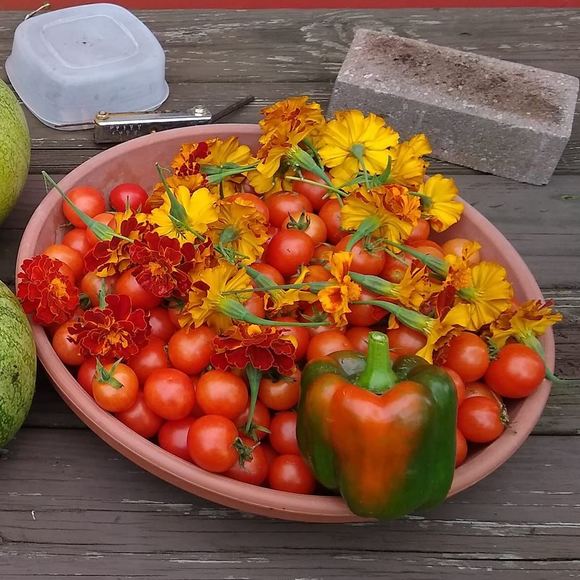 Meet your Posher, Aurora - Picture 1 of 1